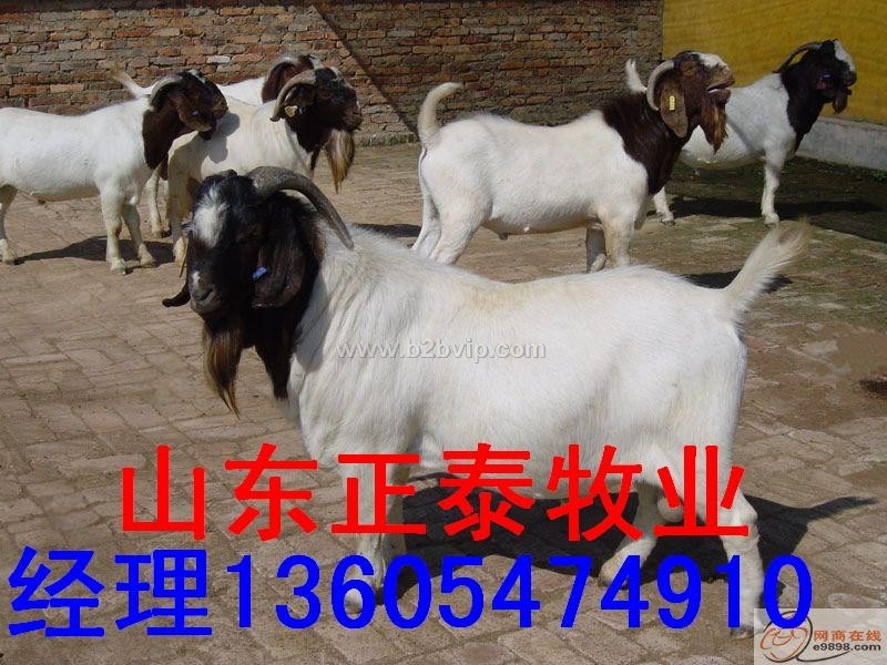 肉羊网，肉羊价格，小尾寒羊养殖，波尔山羊