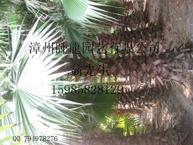 供应华棕&nbsp;老人葵&nbsp;华盛顿棕榈&nbsp;银海枣